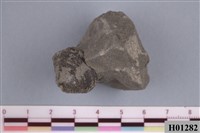 藏品(橫簾蛤)的圖片